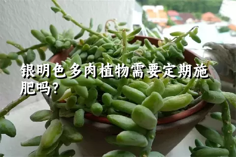 银明色多肉植物需要定期施肥吗？