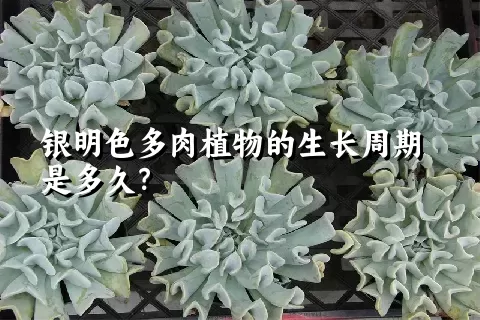 银明色多肉植物的生长周期是多久？