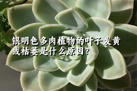 银明色多肉植物的叶子发黄或枯萎是什么原因？