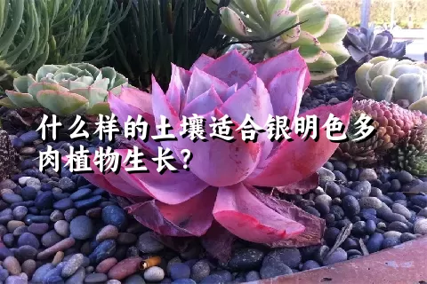 什么样的土壤适合银明色多肉植物生长？