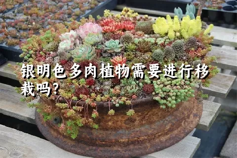 银明色多肉植物需要进行移栽吗？