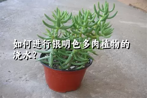 如何进行银明色多肉植物的浇水？