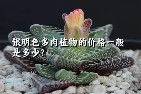 银明色多肉植物的价格一般是多少？