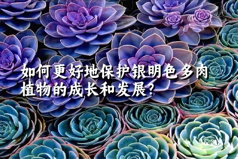 如何更好地保护银明色多肉植物的成长和发展？