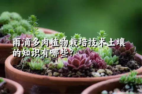 雨滴多肉植物栽培技术土壤的知识有哪些？