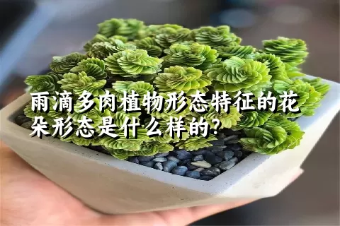 雨滴多肉植物形态特征的花朵形态是什么样的？