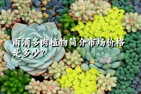 雨滴多肉植物简介市场价格是多少？