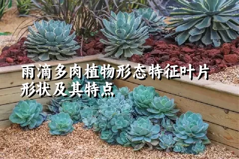 雨滴多肉植物形态特征叶片形状及其特点