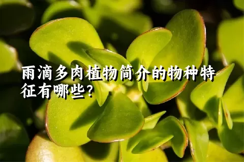 雨滴多肉植物简介的物种特征有哪些？