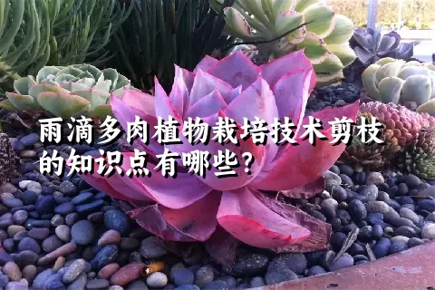 雨滴多肉植物栽培技术剪枝的知识点有哪些？