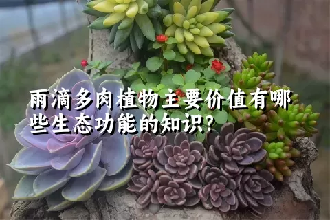 雨滴多肉植物主要价值有哪些生态功能的知识？