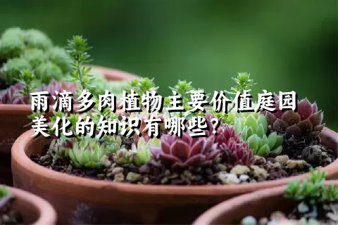 雨滴多肉植物主要价值庭园美化的知识有哪些？