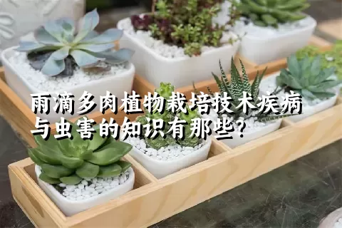 雨滴多肉植物栽培技术疾病与虫害的知识有那些？ 