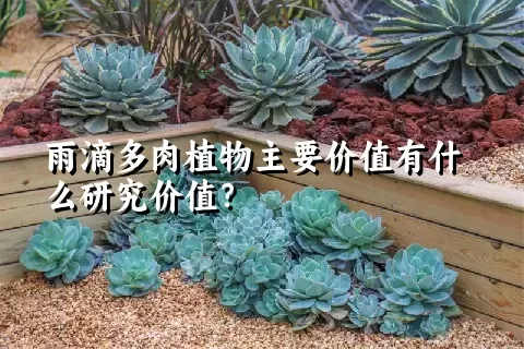 雨滴多肉植物主要价值有什么研究价值？