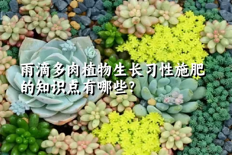 雨滴多肉植物生长习性施肥的知识点有哪些？	