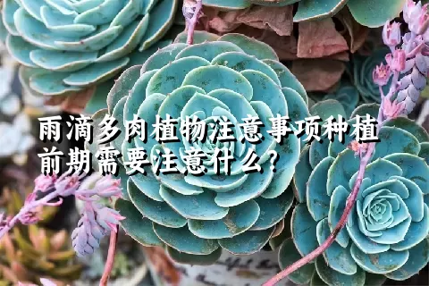 雨滴多肉植物注意事项种植前期需要注意什么？ 