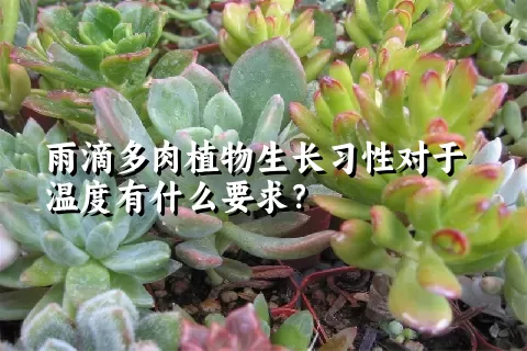 雨滴多肉植物生长习性对于温度有什么要求？