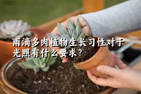 雨滴多肉植物生长习性对于光照有什么要求？