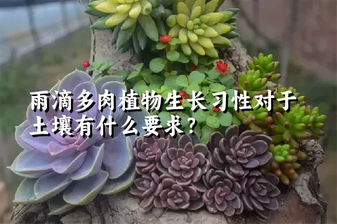 雨滴多肉植物生长习性对于土壤有什么要求？	