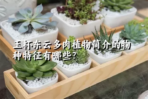 玉杯东云多肉植物简介的物种特征有哪些？