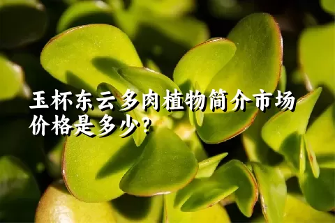 玉杯东云多肉植物简介市场价格是多少？