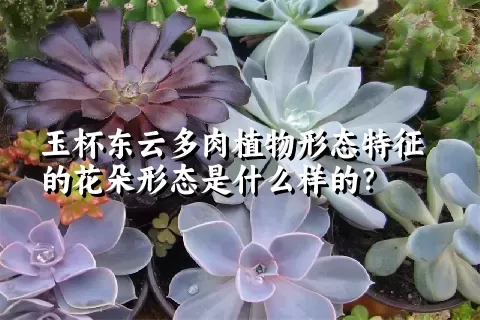 玉杯东云多肉植物形态特征的花朵形态是什么样的？