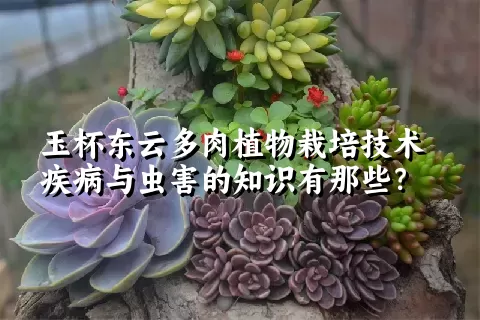 玉杯东云多肉植物栽培技术疾病与虫害的知识有那些？ 