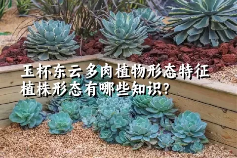 玉杯东云多肉植物形态特征植株形态有哪些知识？