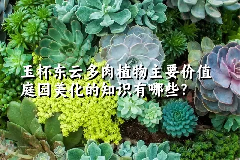 玉杯东云多肉植物主要价值庭园美化的知识有哪些？