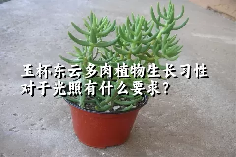 玉杯东云多肉植物生长习性对于光照有什么要求？