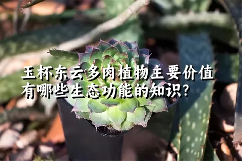 玉杯东云多肉植物主要价值有哪些生态功能的知识？