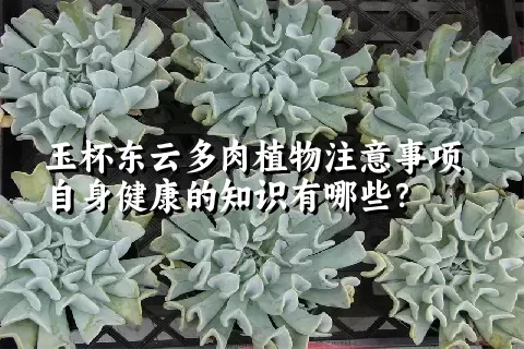 玉杯东云多肉植物注意事项自身健康的知识有哪些？