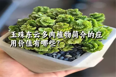 玉珠东云多肉植物简介的应用价值有哪些？