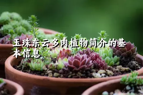 玉珠东云多肉植物简介的基本信息