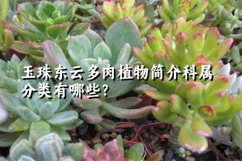 玉珠东云多肉植物简介科属分类有哪些？