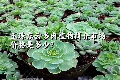 玉珠东云多肉植物简介市场价格是多少？