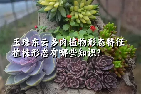 玉珠东云多肉植物形态特征植株形态有哪些知识？