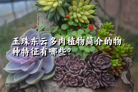 玉珠东云多肉植物简介的物种特征有哪些？