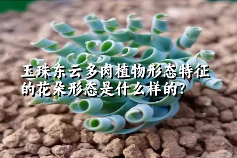 玉珠东云多肉植物形态特征的花朵形态是什么样的？