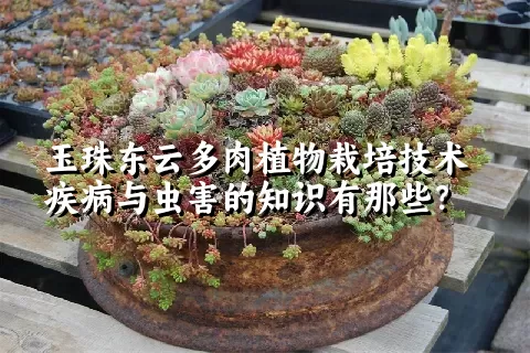 玉珠东云多肉植物栽培技术疾病与虫害的知识有那些？ 