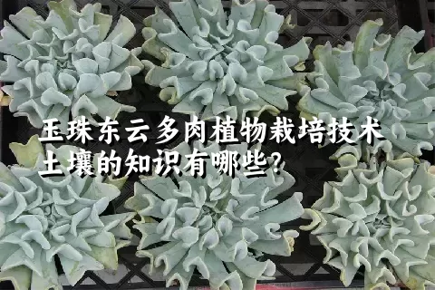 玉珠东云多肉植物栽培技术土壤的知识有哪些？