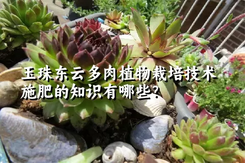 玉珠东云多肉植物栽培技术施肥的知识有哪些？ 