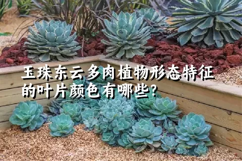 玉珠东云多肉植物形态特征的叶片颜色有哪些？