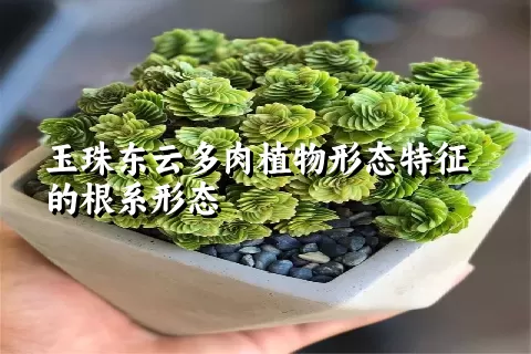 玉珠东云多肉植物形态特征的根系形态