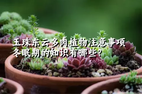 玉珠东云多肉植物注意事项冬眠期的知识有哪些？