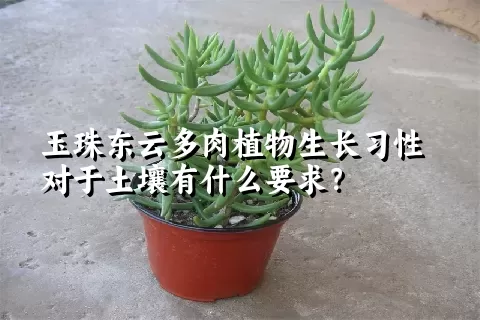 玉珠东云多肉植物生长习性对于土壤有什么要求？	