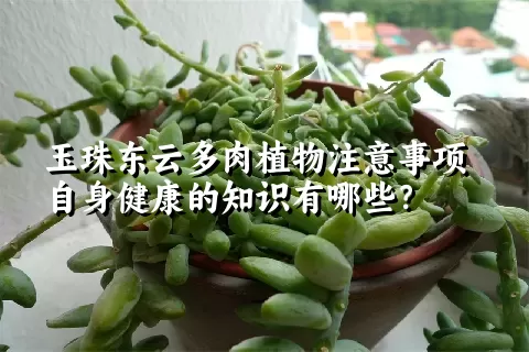 玉珠东云多肉植物注意事项自身健康的知识有哪些？