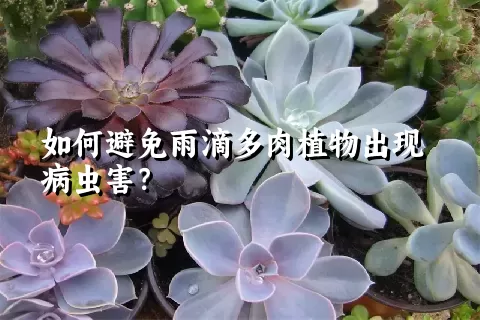 如何避免雨滴多肉植物出现病虫害？