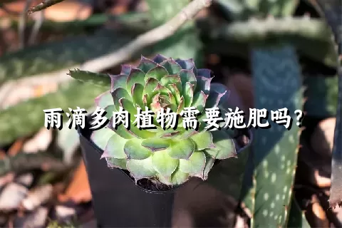 雨滴多肉植物需要施肥吗？