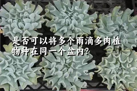 是否可以将多个雨滴多肉植物种在同一个盆内？